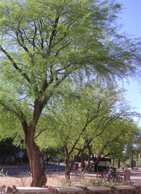 Edible Landscapes Virtual Tour - ARGENTINE MESQUITE | University of Arizona Campus Arboretum