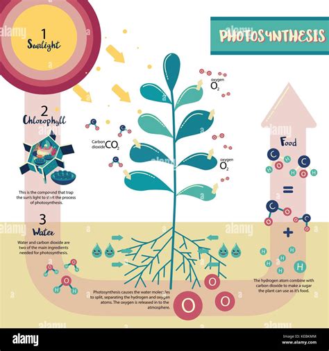 Photosynthesis Process Diagram Illustration Vector Design Stock Vector