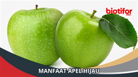 Manfaat Apel Hijau Keajaiban Kesehatan Yang Tersembunyi Biotifor