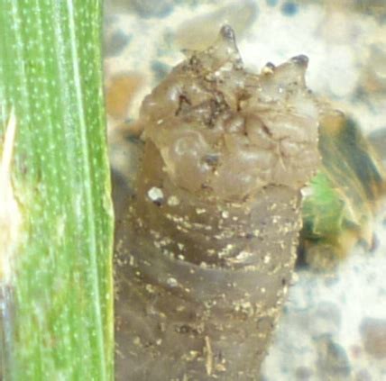 Fly larva - BugGuide.Net