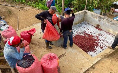 Café chiapaneco migración de campesinos economía de Chiapas Diario