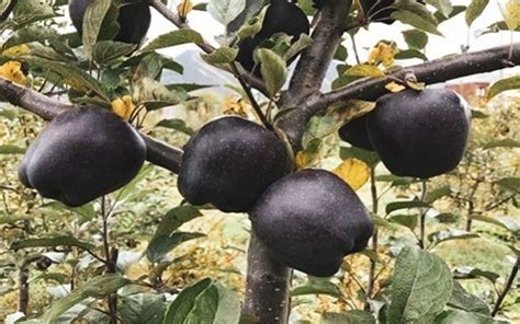 Black Diamond Apple For Sale Is A Rare Fruit Arad Branding