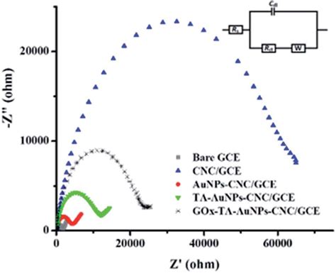 Nyquist Plot For The Modified Labelled And Bare Gces In Mm Fe Cn