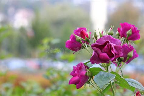 Purple Roses In The Garden Stock Image Image Of Floral 38808733