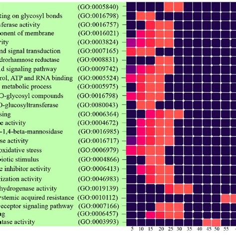 Binder And Heatmap Plots For The Gene Ontology Analysis Go Enrichment