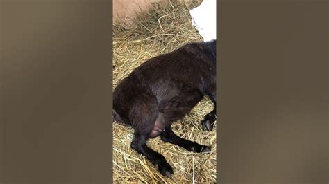 Zoey Pregnant Pygmy Goat Having Contractions Youtube