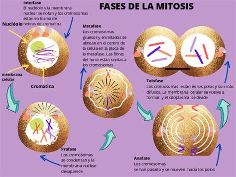 Total 94 Imagen Modelo De Mitosis Abzlocal Mx