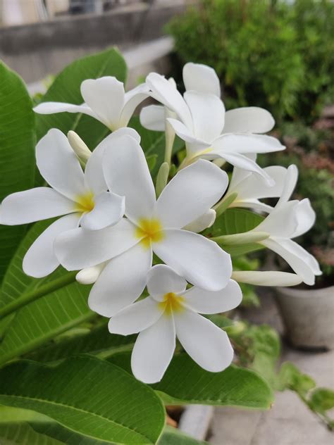 Champa Flowers Plumeria Alba Dok - Free photo on Pixabay - Pixabay