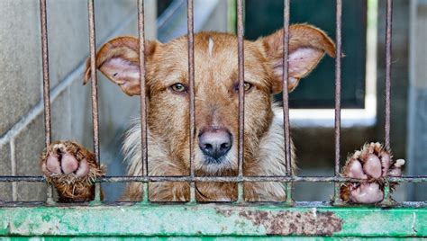 Más De 137000 Perros Y Gatos Fueron Abandonados En España En 2016