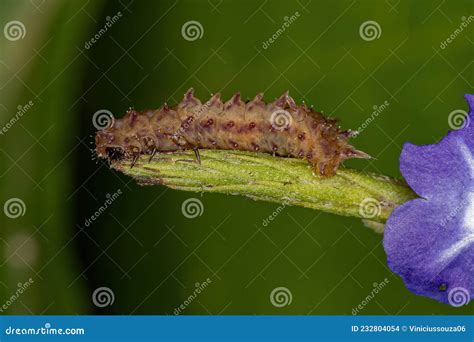 Flea Egg With The Larva Inside Under The Microscope Stock Image ...