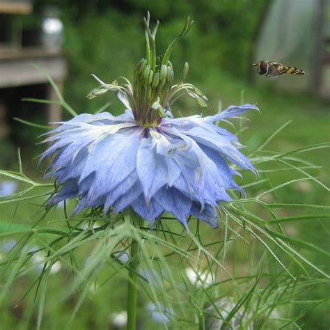 Love in a Mist - www.plantgardenshop.com