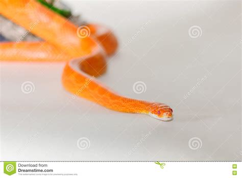 Hypo Fire Corn Snake Stock Image Cartoondealer