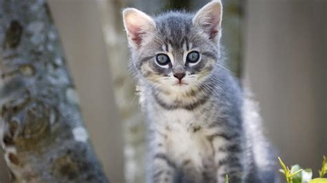 Inquisitive Kitten Gaze - backiee