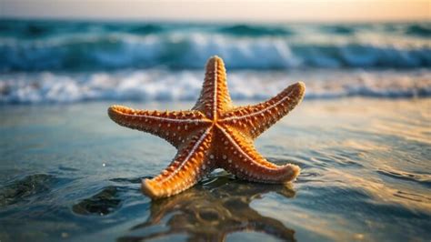 Starfish On The Summer Beach In Sea Water Summer Background Summer Time