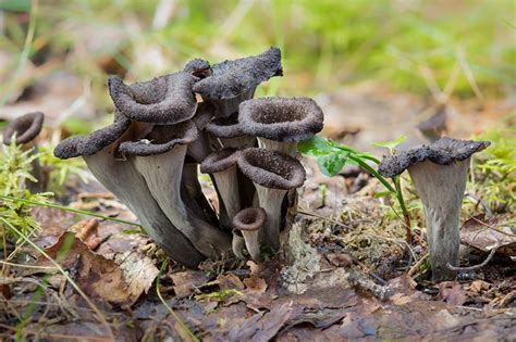 Where Can You Find Black Trumpets MushroomStalkers