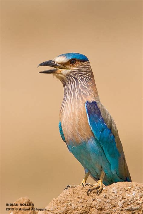 Wildlife photography: State Bird of Karnataka - Indian Roller