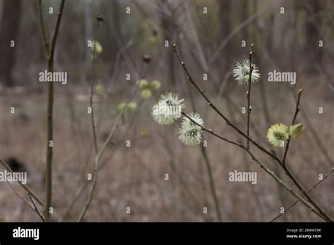 Pussy Willow In The Spring Forest Beginning Of Spring Blossom Stock