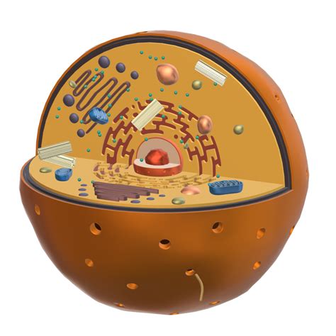 Eukaryotic Cell Content Classconnect