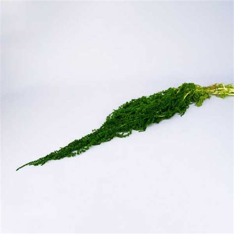 Amarantus stabilizowany | 150 gr. | Zielony