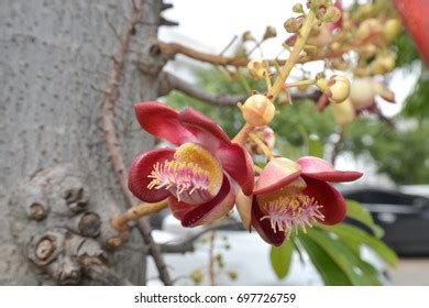 Sal Flowers Beautiful Sal Tree India Stock Photo 697726759 | Shutterstock