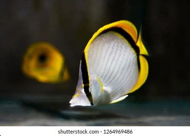 3 Chaetodon Selene Royalty Free Photos And Stock Images Shutterstock