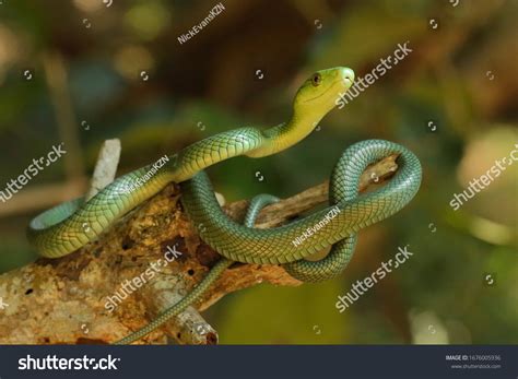 Juvenile Green Mamba Striking Pose Stock Photo 1676005936 Shutterstock