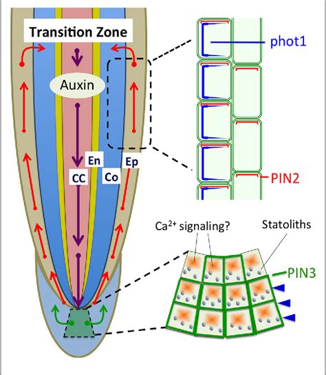 Figure From How And Why Do Root Apices Sense Light Under The Soil