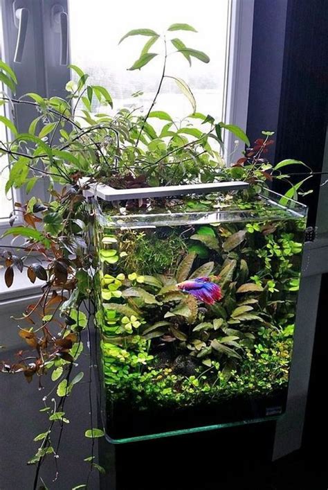 Fascinating DIY Indoor Aquaponics Fish Tank Ideas