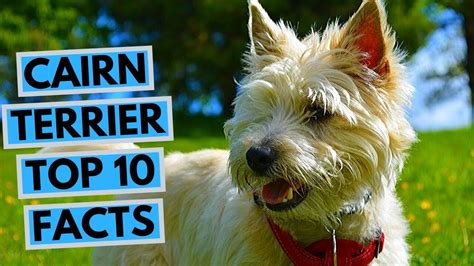 Cairn Terrier - TOP 10 Interesting Facts - YouTube