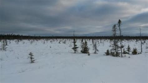 Big Bog State Recreation Area Waskish Mn Top Tips Before You Go