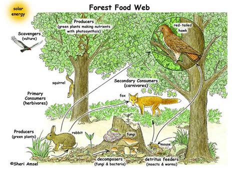 Detail Gambar Rantai Makanan Tentang Ekosistem Gurun Koleksi Nomer 47