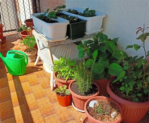 Creare Un Orto Sul Balcone La Guida Smart Per Crearlo Senza Errori