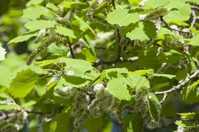 Aspen Seed Propagation: Learn How To Grow Aspens From Seed