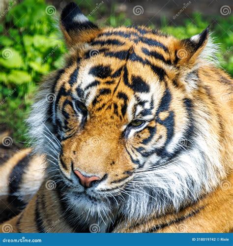 Portrait of a Sumatran or Sunda Tiger, Panthera Tigris Sondaica , the