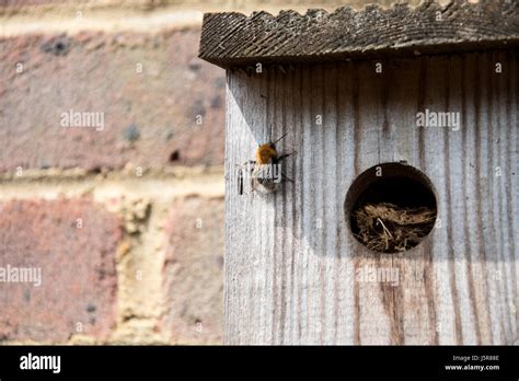 Tree bumblebee climbing outside of nest Stock Photo - Alamy