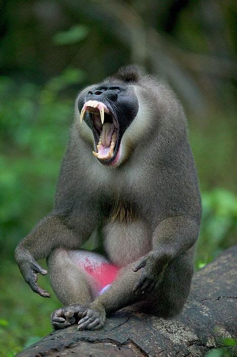 Baboon showing teeth - Rare animals