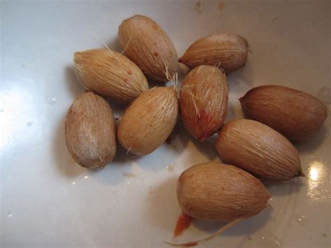 Tree Seeds Identification