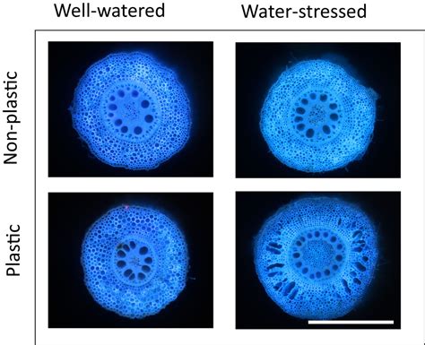 Genetic Control Of Root Anatomical Plasticity In Maize Schneider