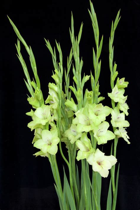 Gladiolus Andprima Verdeand L Sword Lily Andprima Verdeand Bulbsrhs