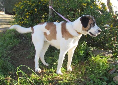 Rafeiro do Alentejo Info, Temperament, Puppies, Pictures