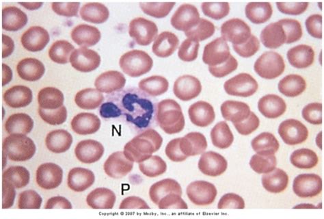 Lt Study Of Leukocyte Morphology And Function Flashcards Quizlet