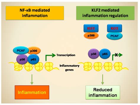 IJMS Free Full Text KLF2 in Regulation of NF κB Mediated Immune