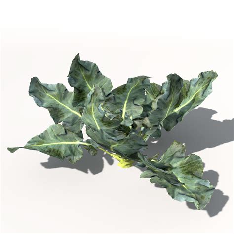 Xfrogplants Broccoli 3d Model Cgtrader