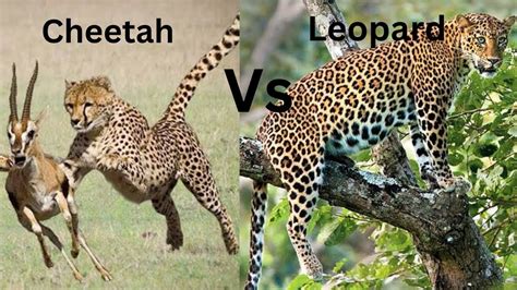 Cheetah Vs Leopard Spot The Differences Youtube