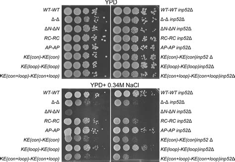 Dissecting Bar Domain Function In The Yeast Amphiphysins Rvs161 And