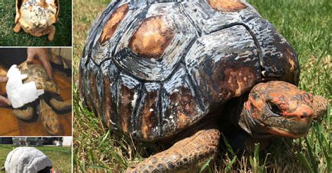 Casco 3D Em Jabuti Brasileiros Conquistam O Guinness