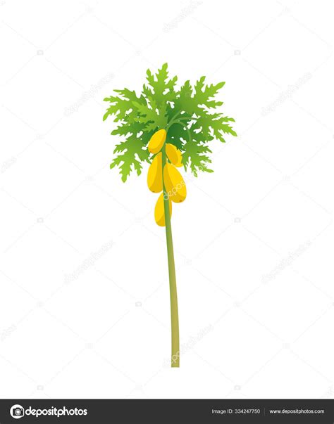 Papaya Tree Papaw Plant Large Yellow Papaya Fruits On A Tree Flat