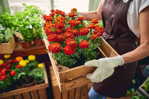 Establecen estándares para la producción de flores y plantas