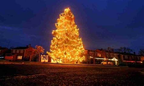 Rvore De Natal Plantada H Anos Vira Pinheiro Gigante