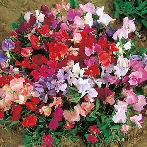 Lathyrus Odoratus Dwarf Bijou Mix Oroseeds